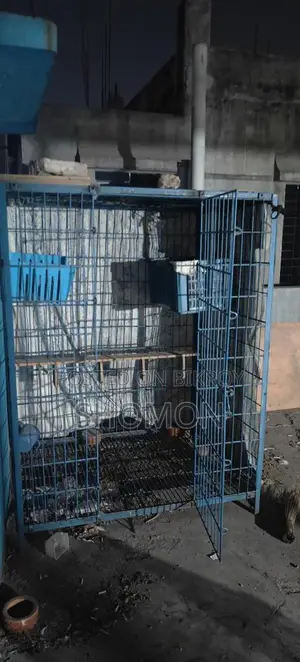 রেসার কবুতরের খাচা নাট