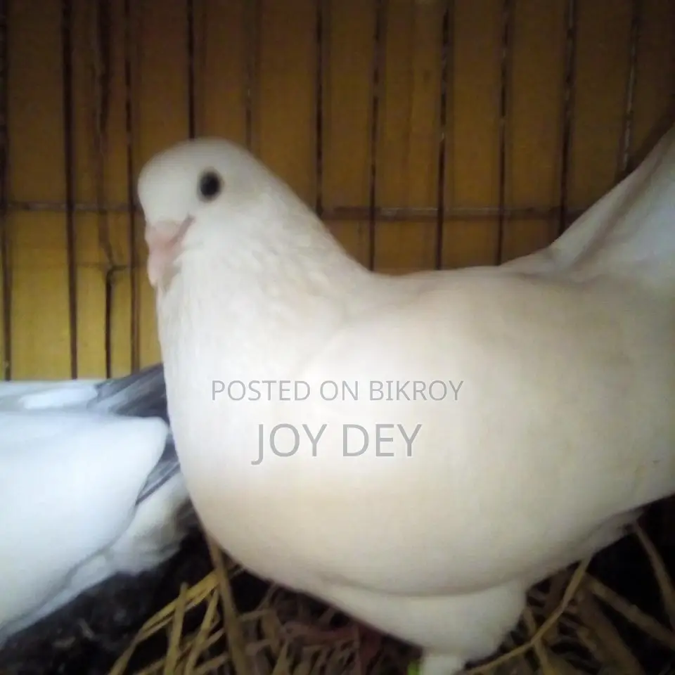 Kakji Pigeon