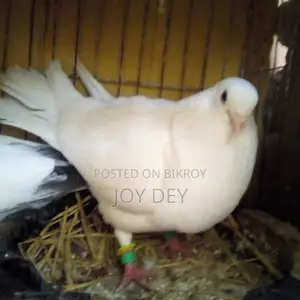 Kakji Pigeon