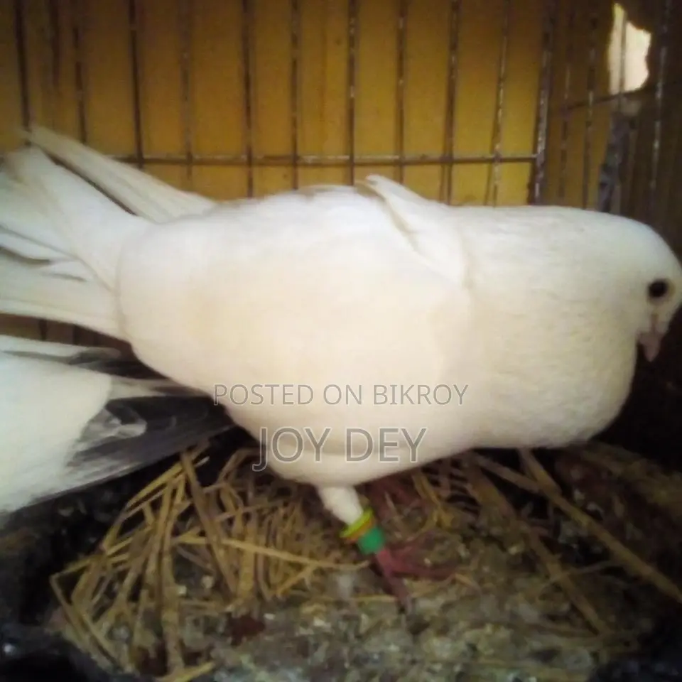 Kakji Pigeon