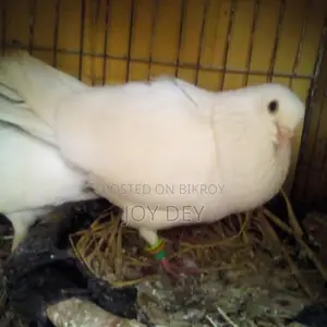 Kakji Pigeon