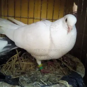 Kakji Pigeon