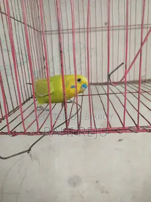 Running Male....