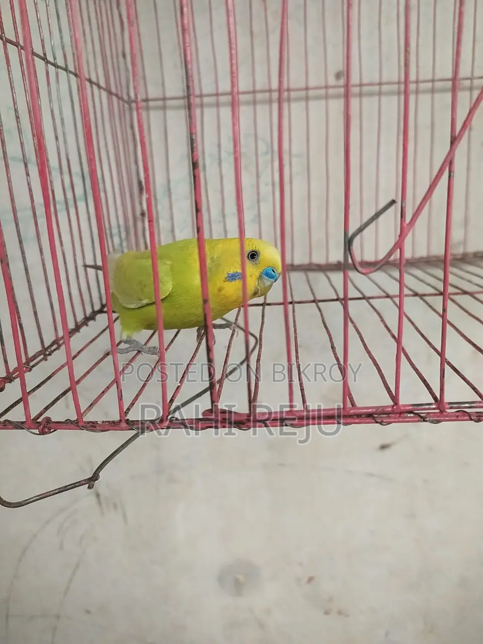 Running Male....