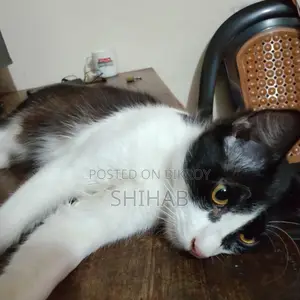 সেমি পার্সিয়ান