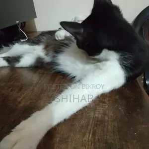 Semi Persian