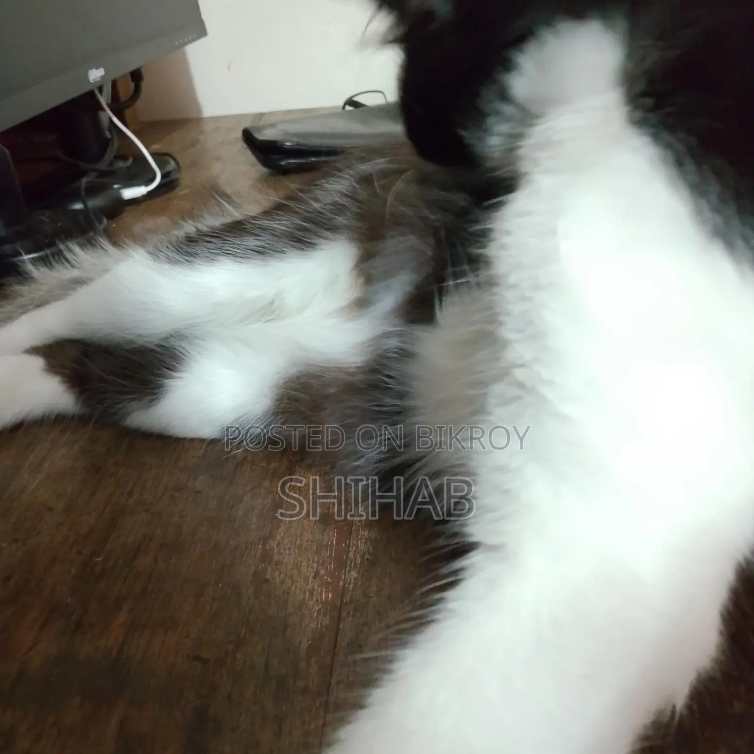 Semi Persian