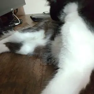 Semi Persian