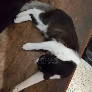 Semi Persian