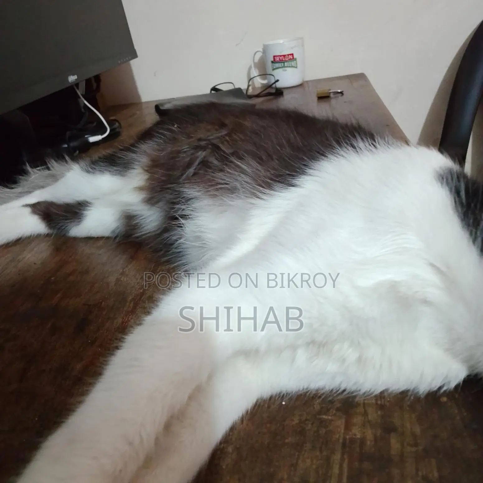 Semi Persian