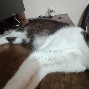 Semi Persian