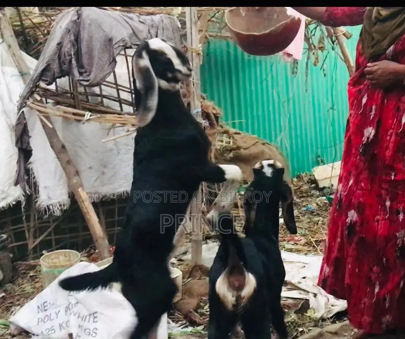 Haryana Cross Goat Kids
