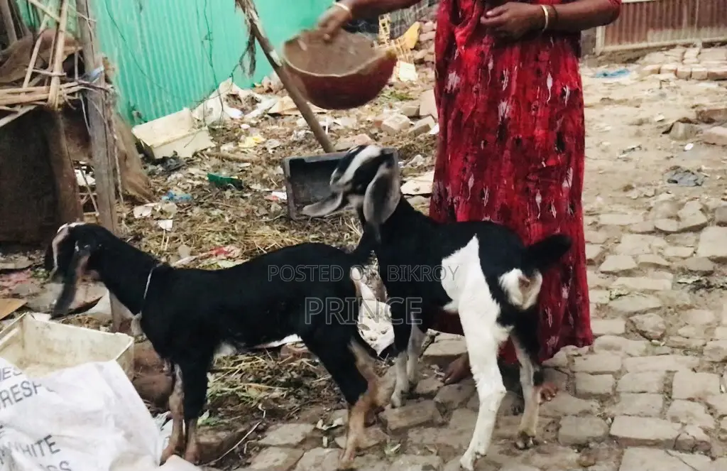 Haryana Cross Goat Kids