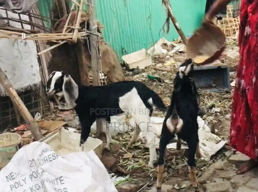 Haryana Cross Goat Kids