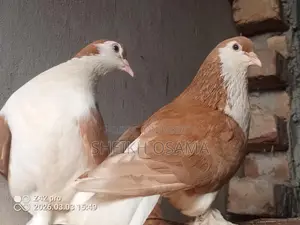 Siraji Pigeon