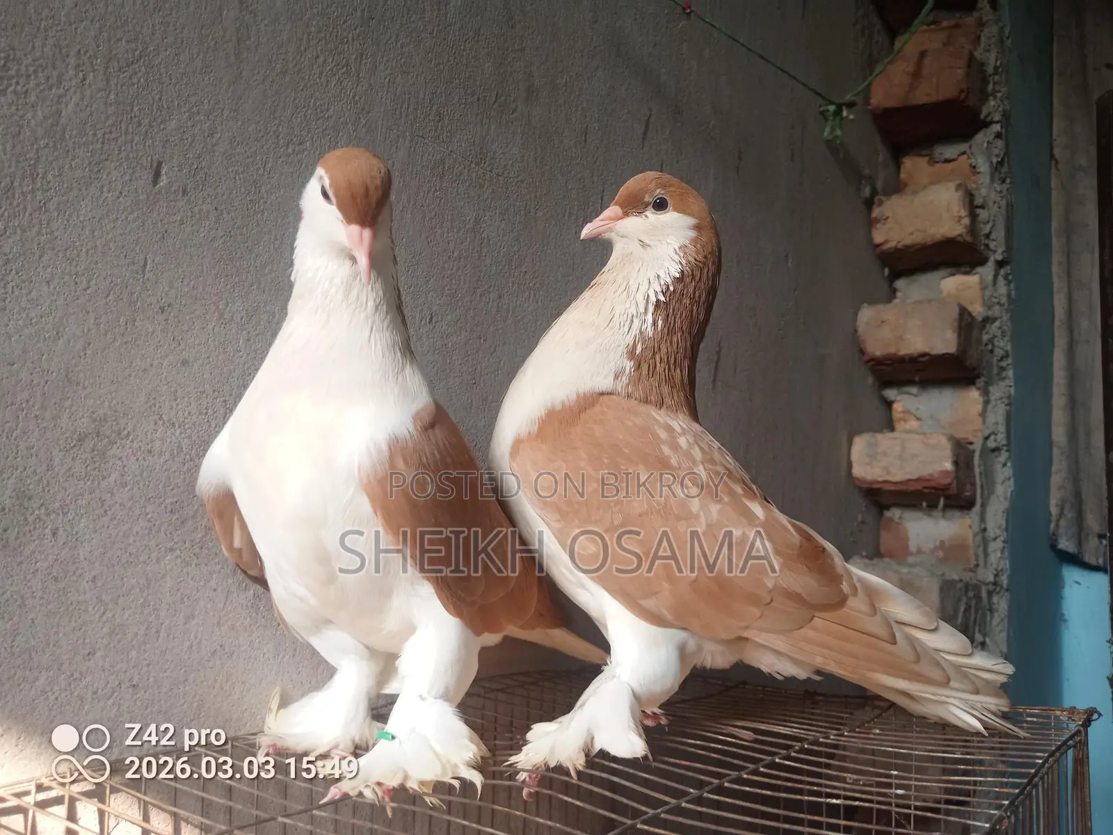 Siraji Pigeon