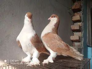Siraji Pigeon