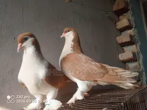 Siraji Pigeon