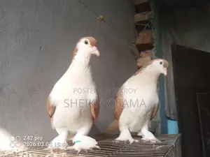 Siraji Pigeon