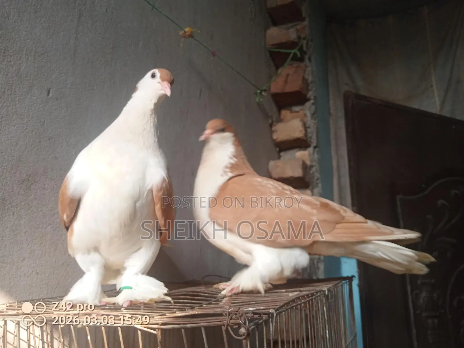 Siraji Pigeon