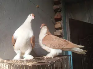 Siraji Pigeon