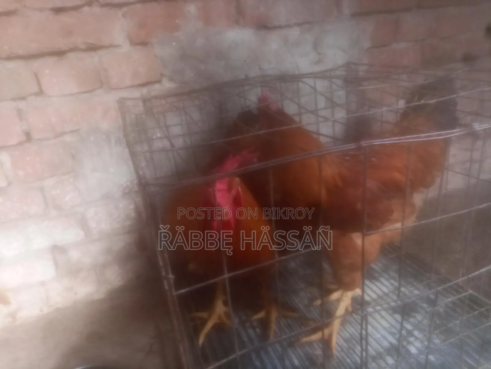 এই মোরগ দুটি বিক্রি হবে