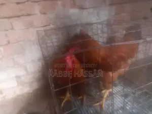 এই মোরগ দুটি বিক্রি হবে
