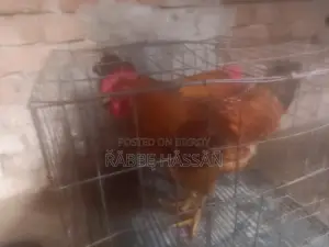 এই মোরগ দুটি বিক্রি হবে