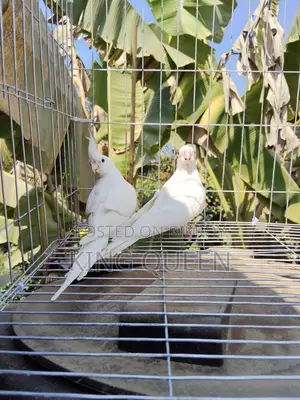 Red Eye Cockatle