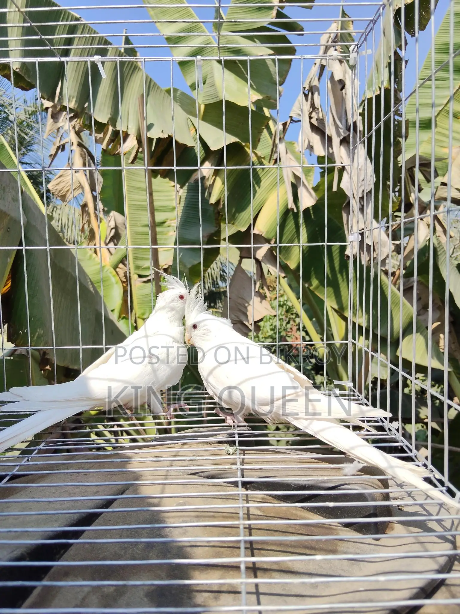 Red Eye Cockatiel