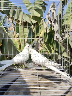 Red Eye Cockatiel