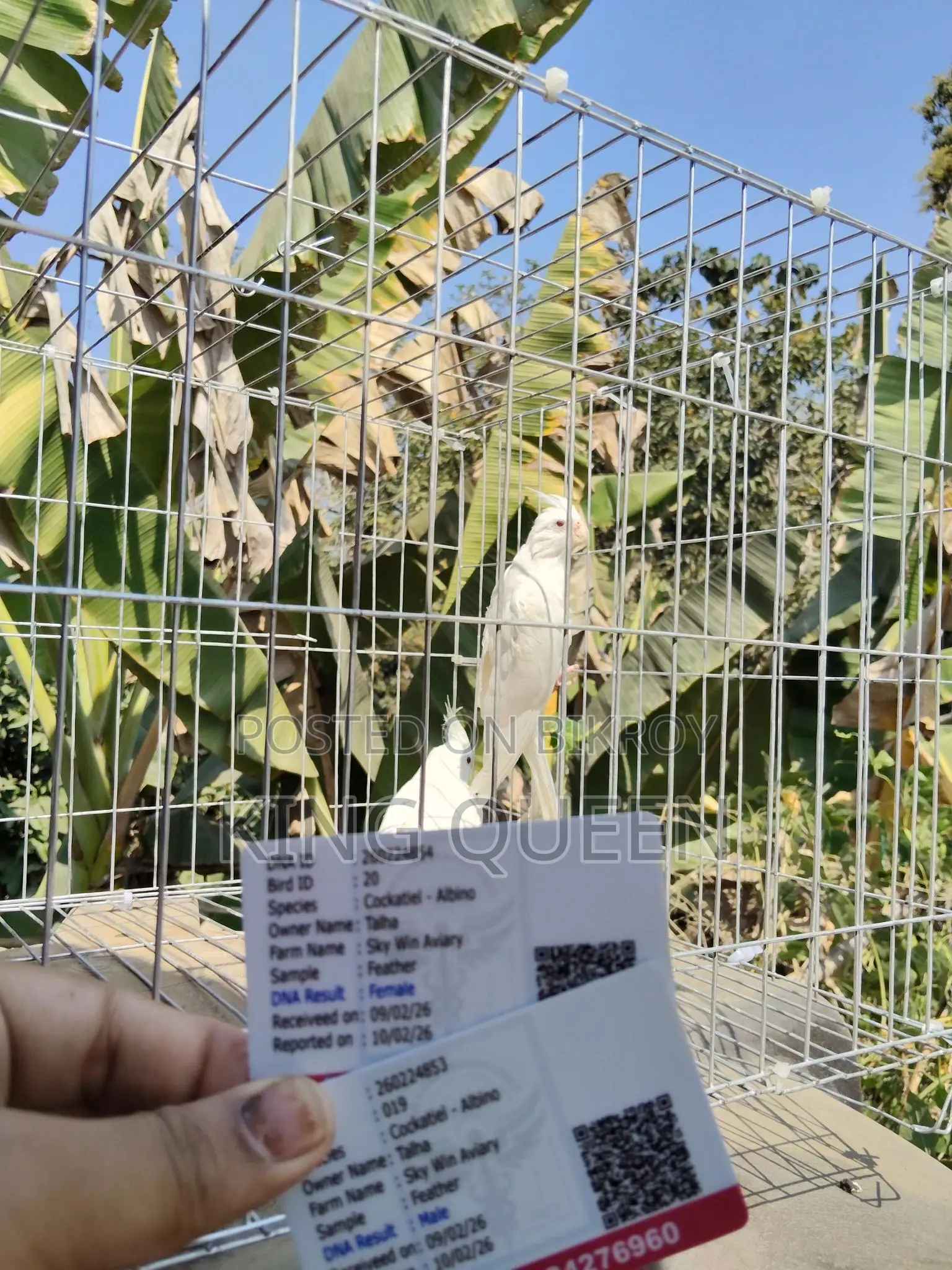 Red Eye Cockatiel