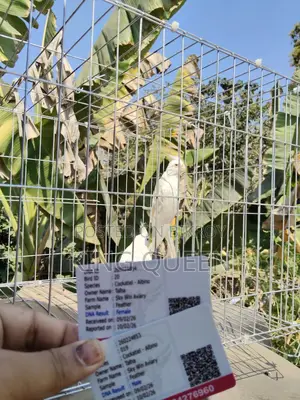 Red Eye Cockatiel