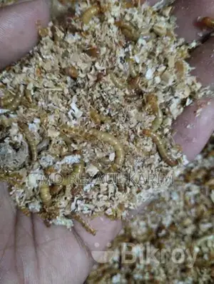 বিটল পোকার লার্ভা Superworms ১০০ পিস