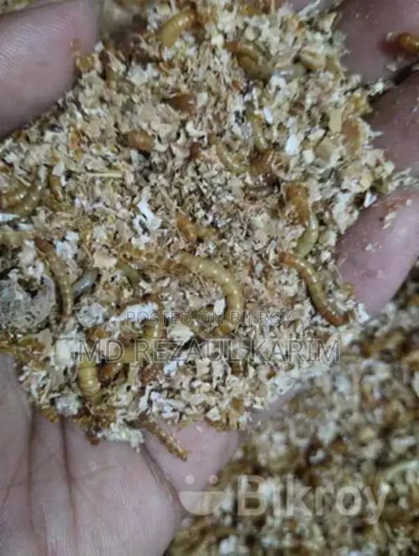 Beetle Larvae Superworms (100 Pieces)
