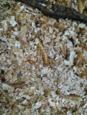 Beetle Larvae Superworms (100 Pieces)