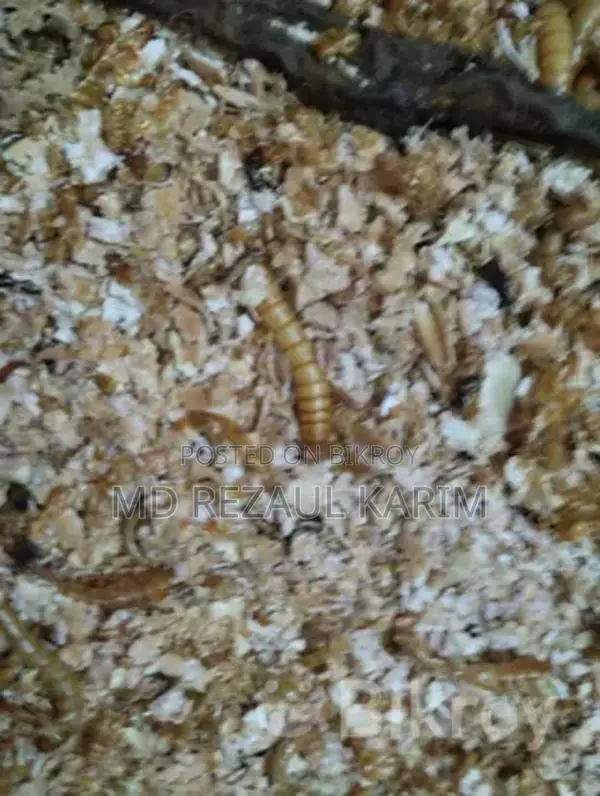 Beetle Larvae Superworms (100 Pieces)