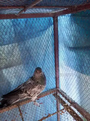 ভালো মানের সবুজ গলার বিক্রি করা হবে পাল্লা