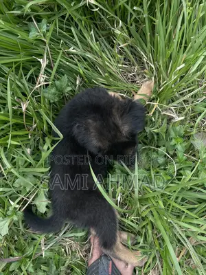 German Shepherd Female Puppy