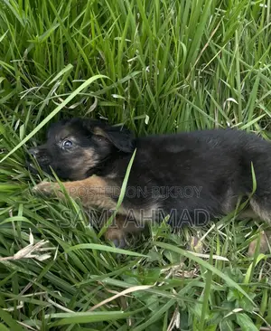 German Shepherd Female Puppy