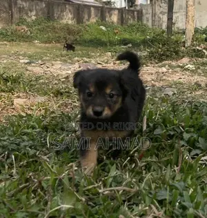 German Shepherd Female Puppy