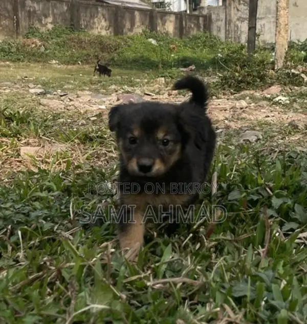 German Shepherd Female Puppy
