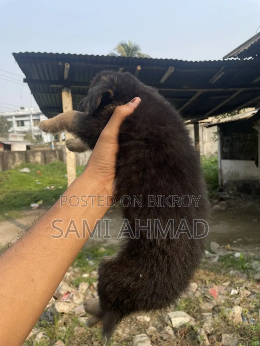 German Shepherd Female Puppy