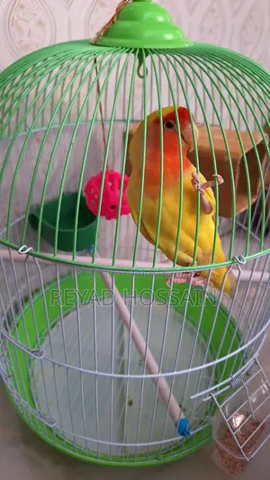 African Love Bird Yellow Color Red Eye