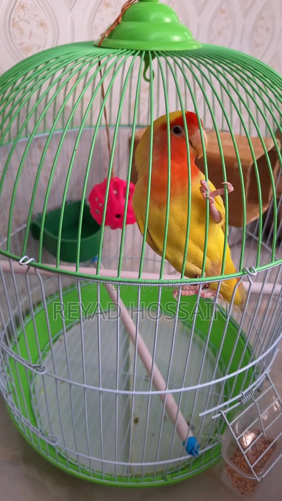 African Love Bird Yellow Color Red Eye