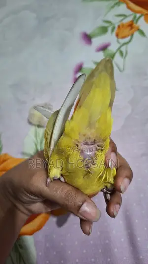 African Love Bird Yellow Color Red Eye