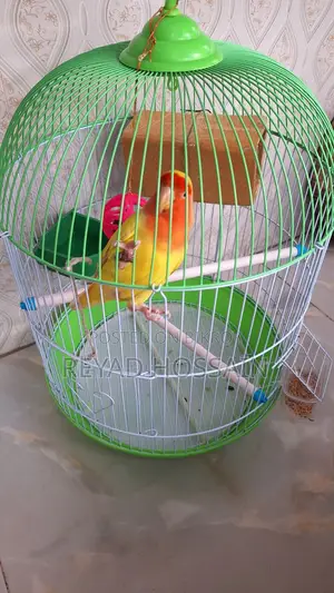 African Love Bird Yellow Color Red Eye