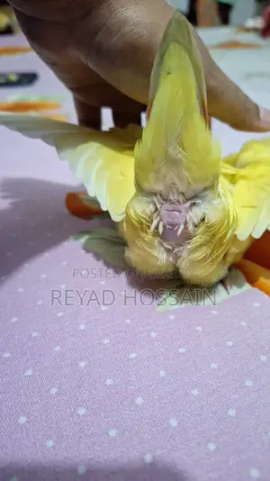 African Love Bird Yellow Color Red Eye