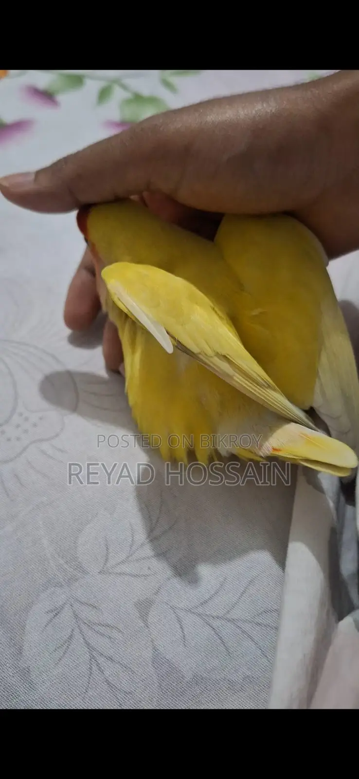 African Love Bird Yellow Color Red Eye