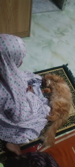 পার্সিয়ান বিড়াল